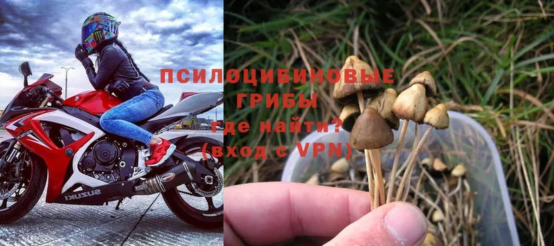 MEGA сайт  Армавир  даркнет как зайти  Псилоцибиновые грибы MAGIC MUSHROOMS 